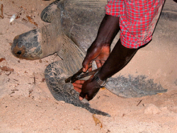 Marquage de tortue verte sur le parc national de Joao Vieira Poilao en Guinée Bissau